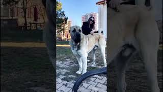 Bayan, Evinde Bildiğimiz Aslan Besliyor, Maşallah 🧿 #Sivas #Kangal #TV