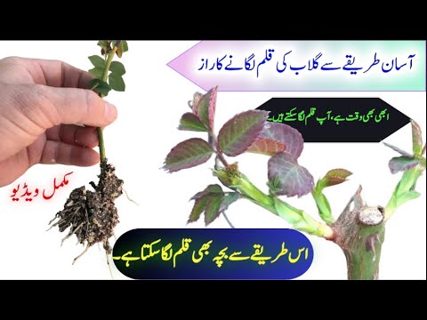 How to grow rose cuttings in january to march | gulab ki kalam kaise lagaen