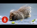 African Crested Porcupine Facts