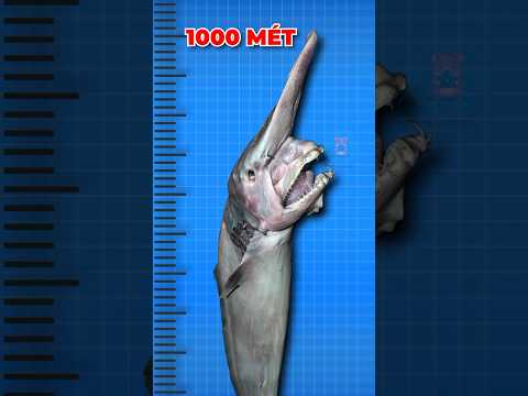 ĐẠI DƯƠNG SÂU THẾ NÀO | 😨 (Có Thể Bạn Chưa Biết) #dongvat #facts