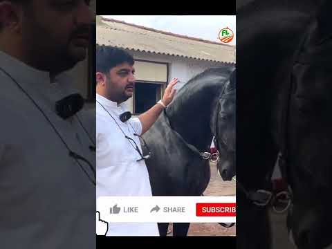 नहीं देखा होगा 😮 इतना सुंदर 🐎 मारवाड़ी घोड़ा 🐴 #shorts #beautifulhorse #farmingleader