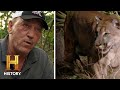 Panther Behavior and Python Encounters