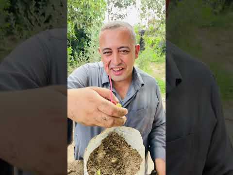 المانجا معايا اسهل في الزراعة #اتحضر_للاخضر