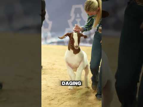 Bukan Sembarang Kambing 😎 - Market Goat Championship