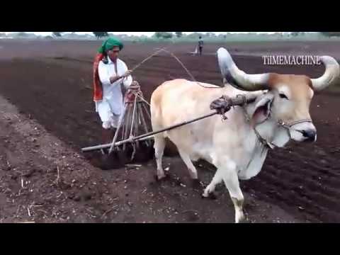 Primitive Agriculture Animals Farming