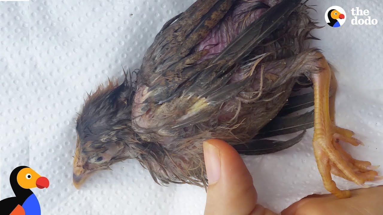 Woman Saves Sick Bird On Street And Makes Her Family