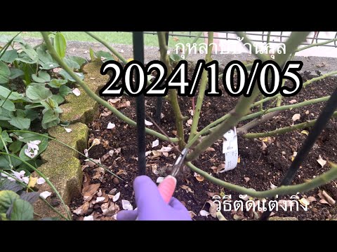 วิธีตัดแต่งกิ่งกุหลาบกิ่งก้านที่ไม่แข็งแรง20241005