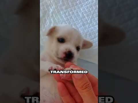 Sanitation workers kindness gives abandoned puppy a new beginning💕