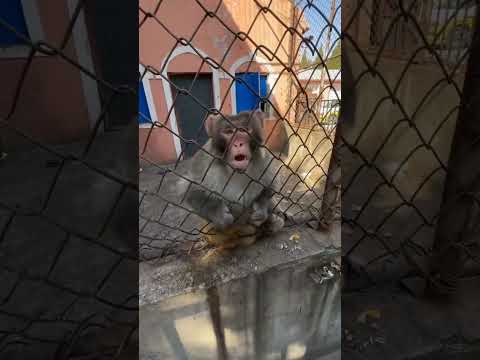 Para de palhaçada Roberto! #shorts