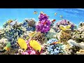 Marine Life and Ocean Habitats