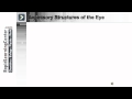 Human Eye Anatomy and Functions