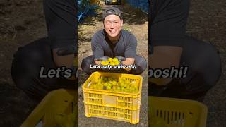 Let’s make Japanese Umeboshi @samuraigockey
