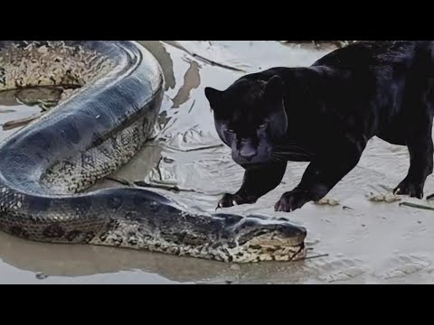 Onça mata anaconda gigante sem dó, confira!