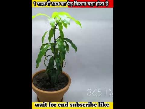 Plant Grow Experiments video er #shorts