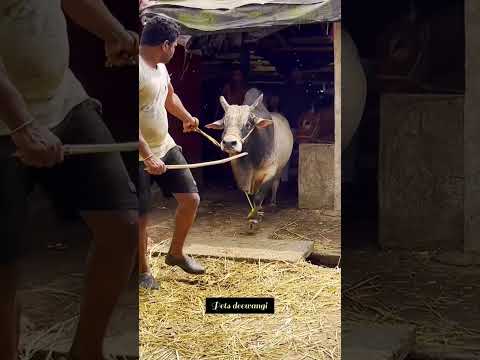 Most dangerous ox of westbengal #gowalbari #shorts #youtubeshorts #viralshorts #trending #cowvideos
