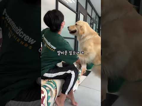 리트리버가 주인 뺨 빼린 이유는?(feat 옥수수는 못참지)