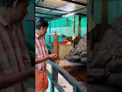 പതിനാറ് Arapaimaയ്ക്ക് ഒരുമിച്ച് feed😨😳 ചെയ്തപ്പോൾ | 16 Arapaima #arapaima #monster