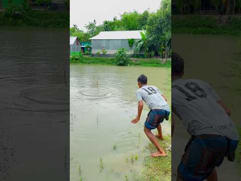 Fish racing with a fishing rod in the middle of the pond #catfishpro #fishhobby #predatoryfish