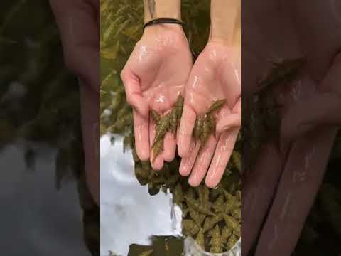 Amazon Leaf Fish Babies… This Is Insane 😱