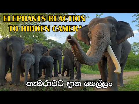 “Elephants vs Hidden Camera! 🐘💥 Their Reactions Will Melt Your Heart ❤️” |😲🤪🍀😍