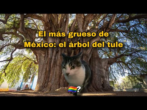 El grueso de México: El árbol del tule 🌳