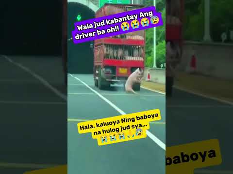 KAWAWA NAMAN ANG BABOY NAHULOG PA 😭🙏✌️✌️♥️♥️ #farmers #youtubeshorts #farmingmethod #caballerolmdc