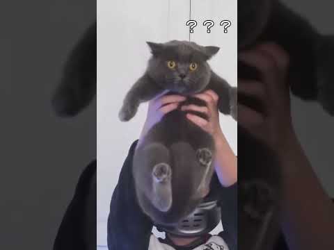 👁👄👁#petlover #cat #foryou #pets #shorts #fyp #cutecat #petcats #cute #cats #coolcat