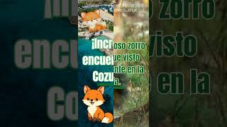 Zorro enano de Cozumel reaparece después de veinte años