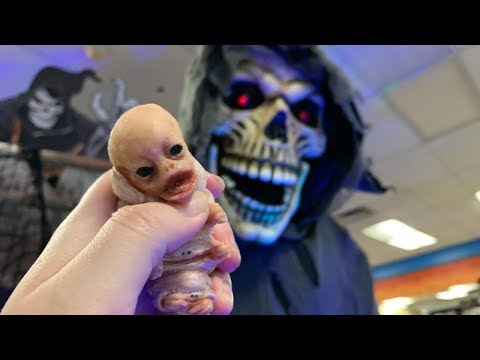 Our alien caterpillar creature is terrified of the Halloween store!