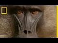 Gelada Baboons: Diet, Habitat, and Behavior