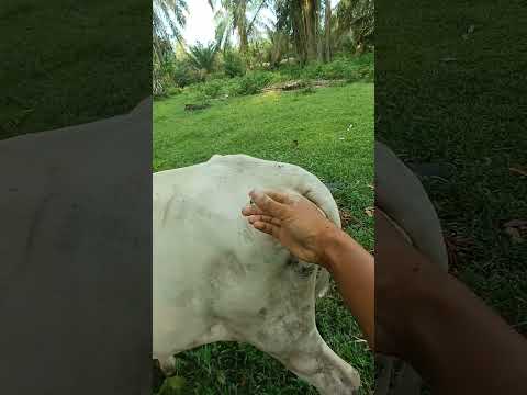[MASA PERTUMBUHAN] INJECT VITAMIN B-KOMPLEKS SAPI DARA JINAK‼️#animals #shorts #animals