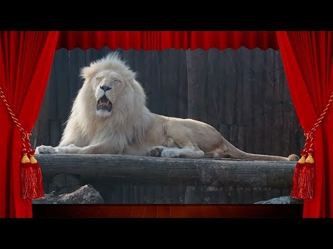 Zvieratká zo ZOO - učíme sa s deťmi zvuky zvierat (ako robia zvieratka pre deti po slovensky)