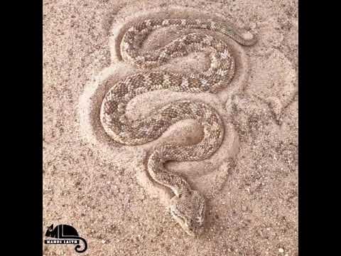 ركزو عليها /  القرناء الصحراء العربية  Arabian Desert Horned viper Cerastes cerastes  / مهدي ليث