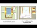 Fuel Cell Reactions and Mechanisms