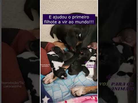 Cachorrinha Grávida Implora Por Ajuda Em Área Rural