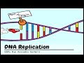 Exploring the Steps of DNA Replication