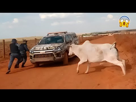 QUANDO NEM A POLICIA DA CONTA DO NELORE BRAVO ISSO ACONTECE