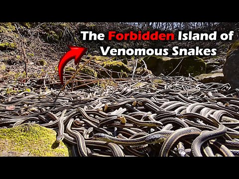 The Forbidden Island of Venomous Snakes | Mysteries of Snake Island