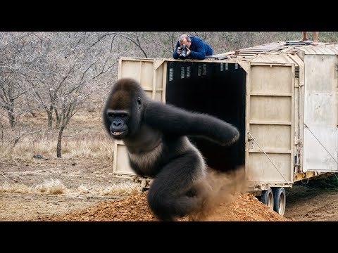 Такого Никто Не Ожидал! Случаи С Животными Снятые На Камеру