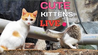 Cute Kittens Are Live