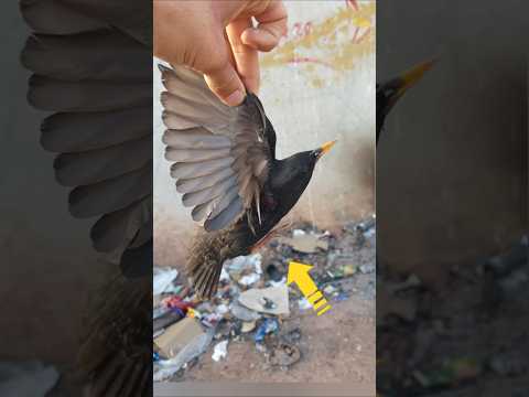 من اين ياتي الزرزور العراقي !😧