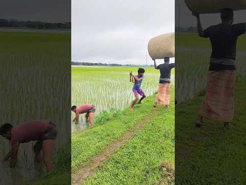বিটলার বিটলামি দেখেন #comedy #funny #trending #trendingshorts #shorts #subscribe #short #viralvideo