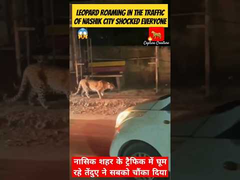 😱Leopard Roaming In Traffic of Nashik City Shocked Everyone📢💥🐆😳 #nashik #leopard #shortindia #shorts