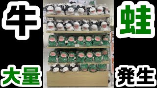 東京大阪ストア同時開催中！パペットマペット雑談生放送🐮🐸