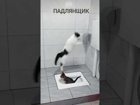 Бухгалтерия на работе😂😂 Самые смешные коты😅#юмор #cat #funnyanimals #funnycats