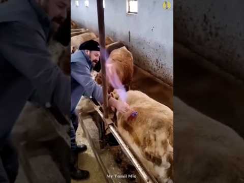 😲 This is how they Saving cows life | Mr Tamil Mic | #shorts #amazingfacts