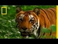Understanding the Tigers of India