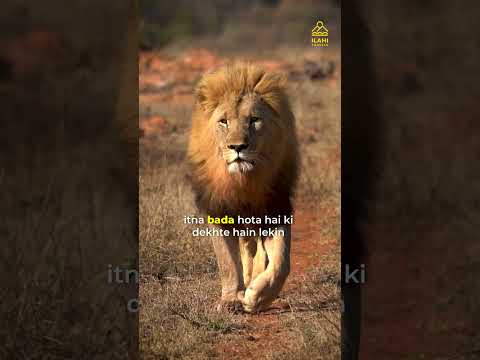 What is difference between Asiatic and African lion?....#asiaticlions  #africanlions #wildlife