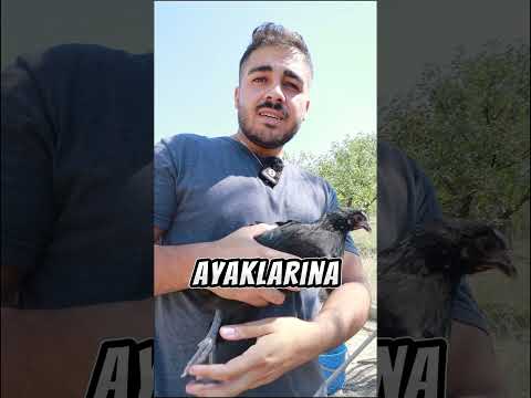 Ucuz vs Pahalı Tavuk Testi #sagoron #youtubechamps