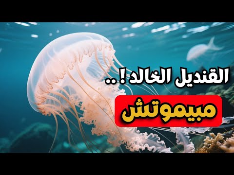 الكائن اللي ما بيموتش! قنديل البحر الخالد حقيقة ولا خيال؟